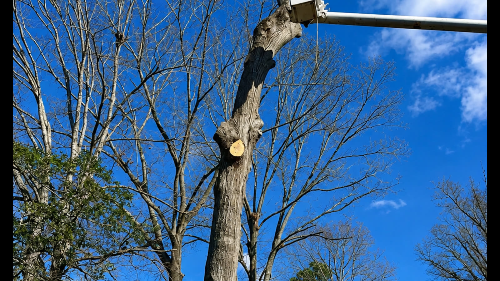 Crane-Assisted Tree Removal