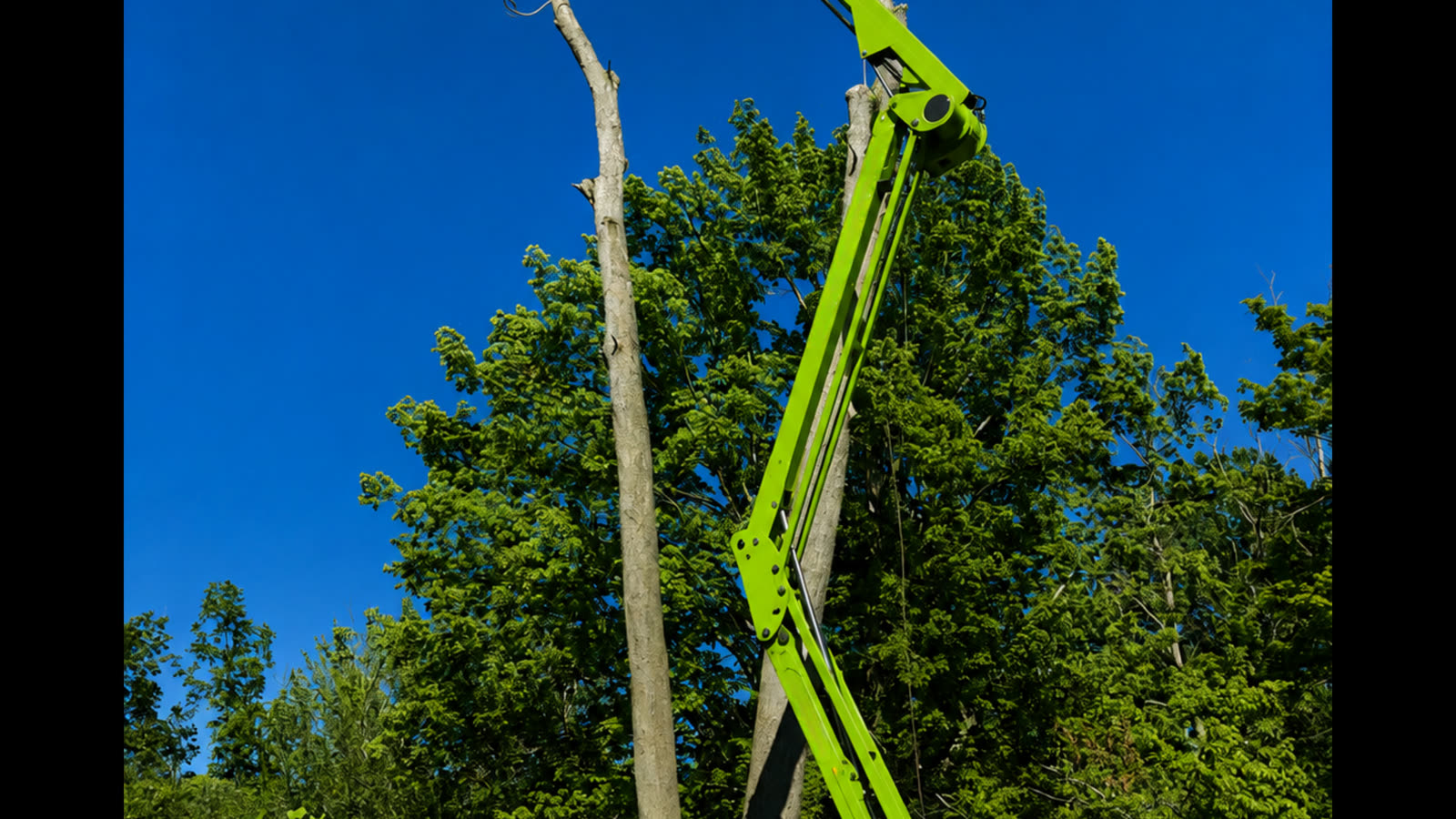 Dead Tree Removal