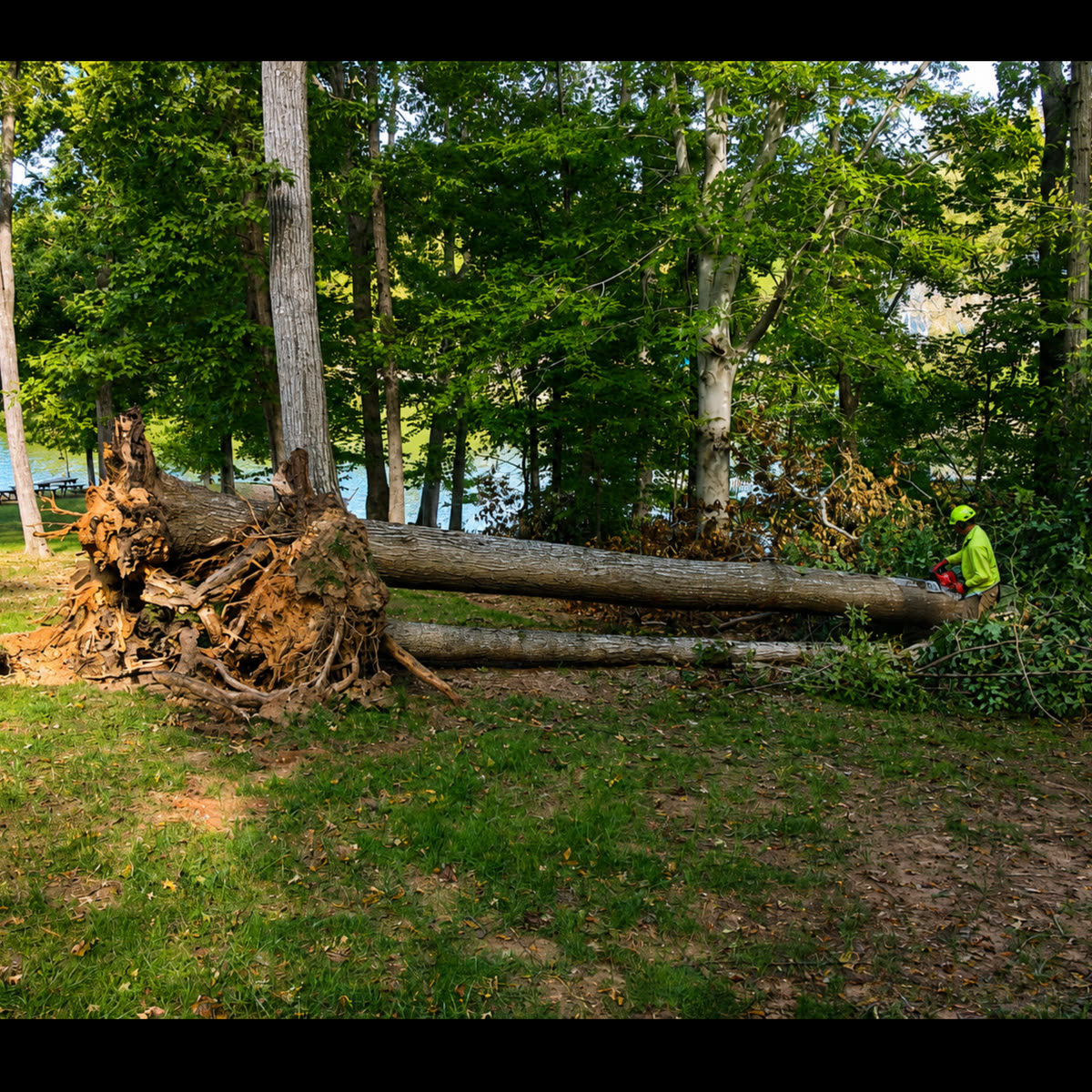 High Point Tree Service Pros project 8