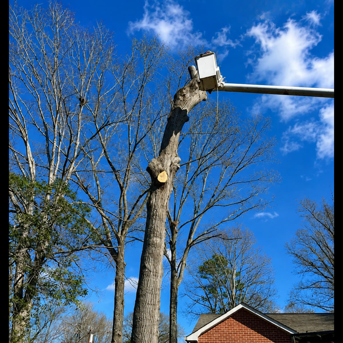 High Point Tree Service Pros project 4