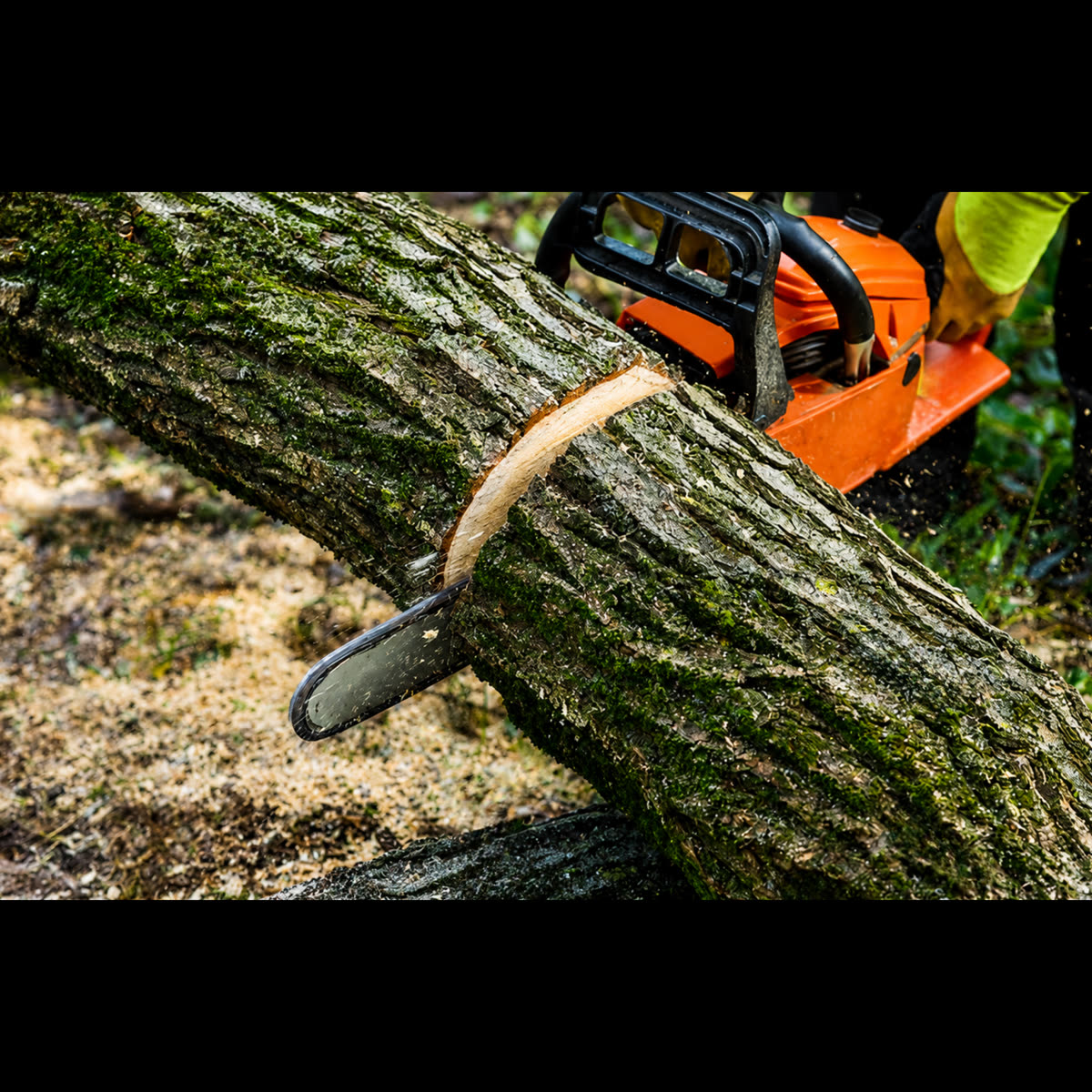 High Point Tree Service Pros project 6