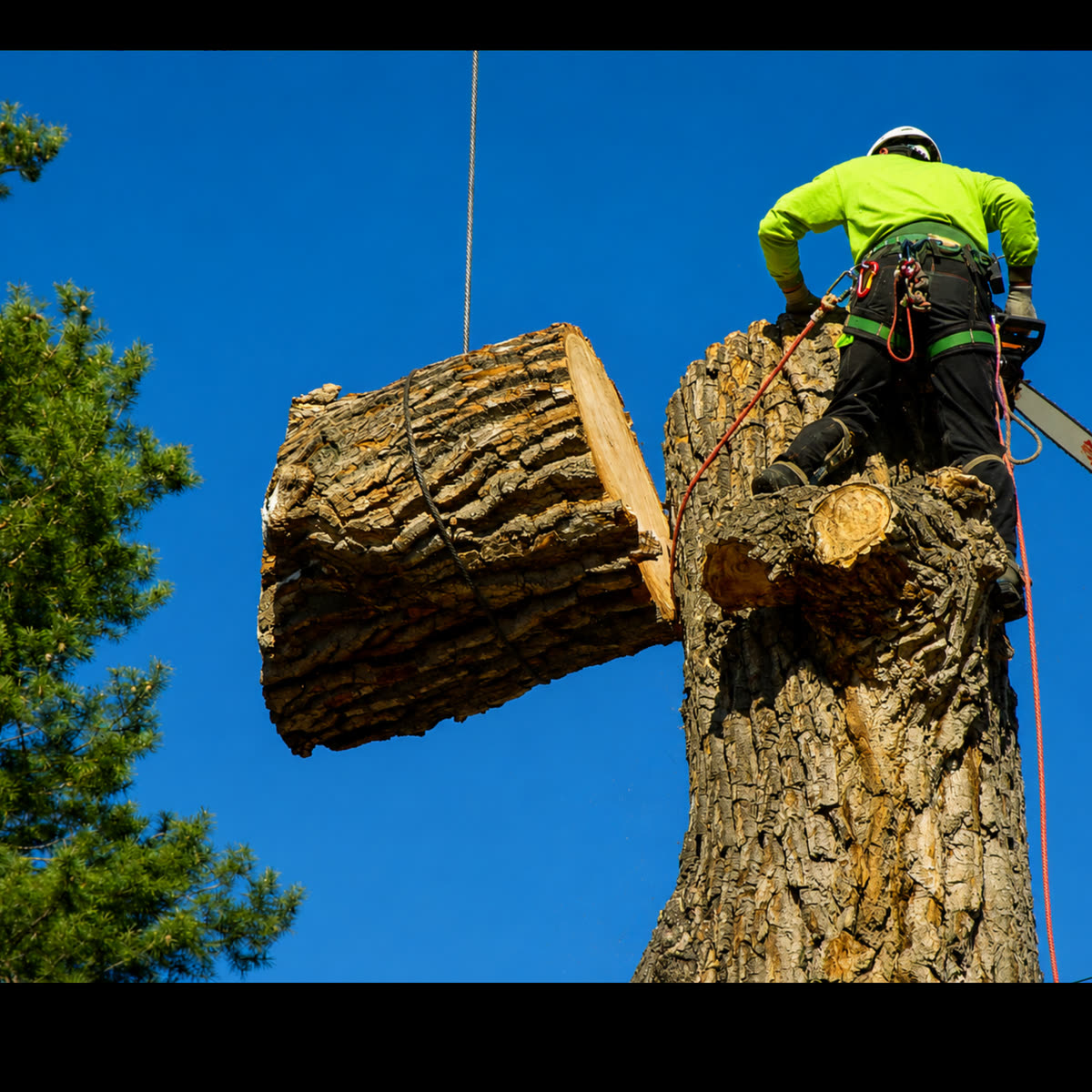 High Point Tree Service Pros project 1